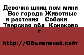 Девочка шпиц пом мини - Все города Животные и растения » Собаки   . Тверская обл.,Конаково г.